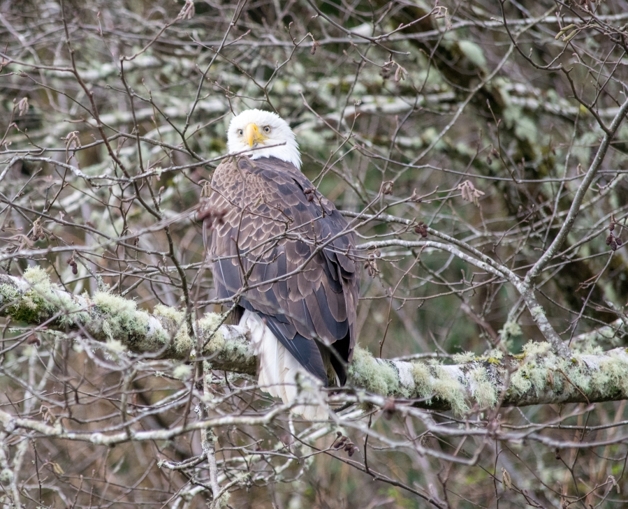Bald Eagle - Neah Bay, Washington