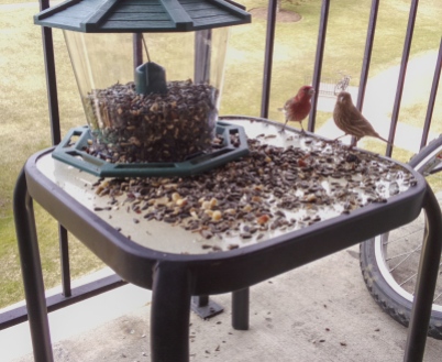 House Finch - Male (left) and Female (right)