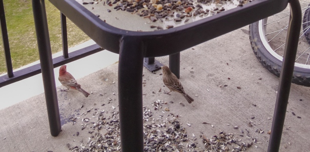 House Finch - Male (left) and Female (right)